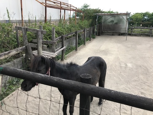 滋賀 アグリパーク竜王 ふれあい動物園 秋はぶどう狩り 梨狩り 安納芋の芋掘りができる道の駅 子育て日記 室内施設 こどもの遊び場を紹介