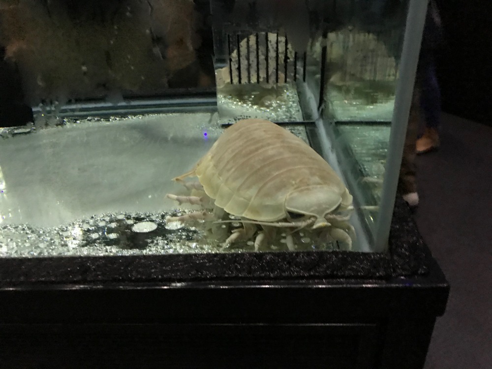 ダイオウグソクムシ