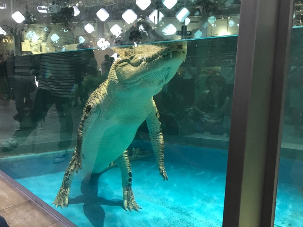 ワニ