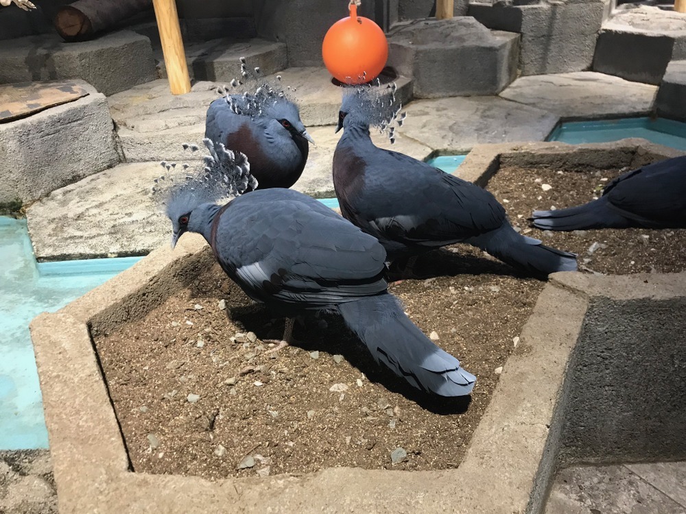 ニフレル