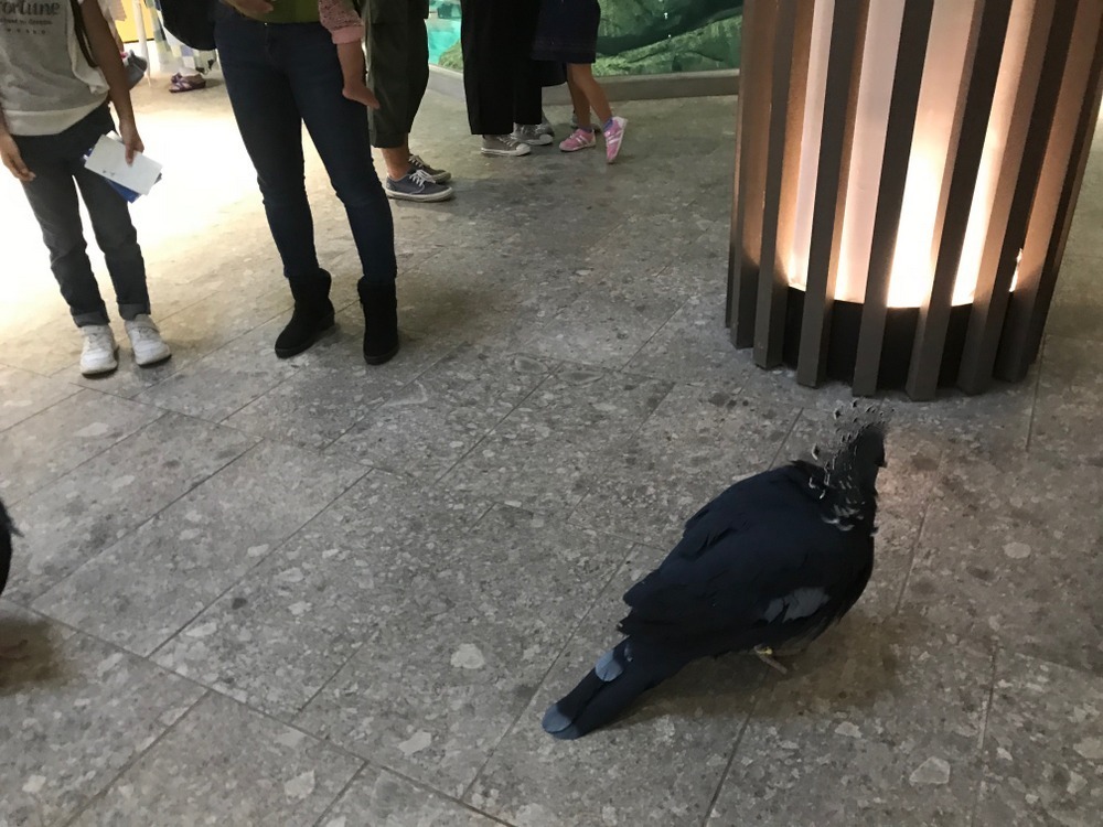 ニフレル