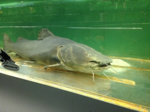 閉館 23区 東京タワー水族館 昔ながらの水族館 子育て日記 室内施設 こどもの遊び場を紹介