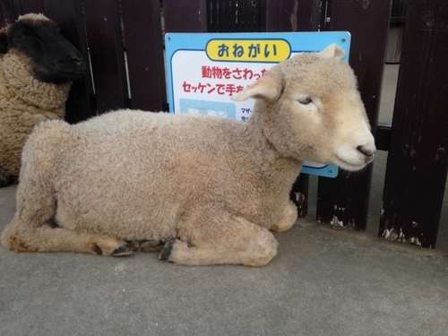 千葉 マザー牧場 乳しぼり体験やジンギスカン 遊園地も 子育て日記 室内施設 こどもの遊び場を紹介