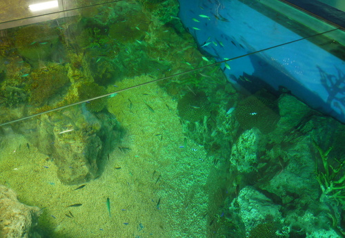 越前松島水族館